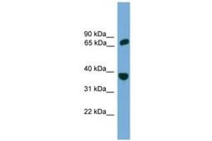 Image no. 1 for anti-Protection of Telomeres 1 (POT1) (AA 251-300) antibody (ABIN6745247) (POT1 抗体  (AA 251-300))