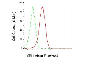 Flow cytometric analysis of MRI1 expression in HAP-1 cells using MRI1 antibody (ABIN7799398), 1:2,000). (MRI1 抗体)