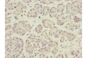 Immunohistochemistry of paraffin-embedded human pancreatic tissue using ABIN7150809 at dilution of 1:100 (DCTN3 抗体  (AA 1-176))