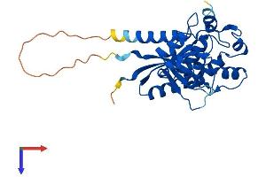 NMNAT1 Protein (AA 1-279) (His tag)