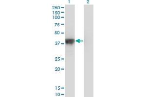 Western Blot analysis of DFFA expression in transfected 293T cell line by DFFA monoclonal antibody (M05), clone 3A11.