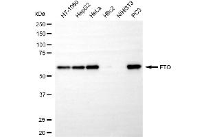 Western blotting analysis using FTO antibody (ABIN7798581). (Recombinant FTO 抗体)