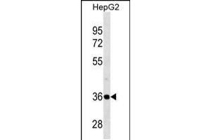 Western blot analysis in HepG2 cell line lysates (35ug/lane). (PSMD14 抗体  (C-Term))