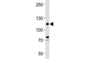 Western blot analysis of lysate from KG-1 cell line using anti-CD34 antibody.