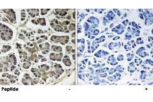 Immunohistochemistry analysis of paraffin-embedded human pancreas tissue using ATP5G2 polyclonal antibody . (ATP5G2 抗体  (AA 1-50))