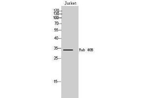 Western Blotting (WB) image for anti-RAB40B, Member RAS Oncogene Family (RAB40B) (C-Term) antibody (ABIN3186627) (RAB40B 抗体  (C-Term))