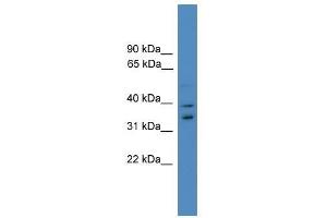 Western Blot showing UFD1L antibody used at a concentration of 1-2 ug/ml to detect its target protein. (UFD1L 抗体  (Middle Region))