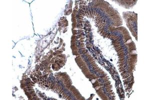 IHC-P Image Calnexin antibody [N3C2], Internal detects Calnexin protein at cytoplasm on mouse duodenum by immunohistochemical analysis. (Calnexin 抗体  (Internal Region))