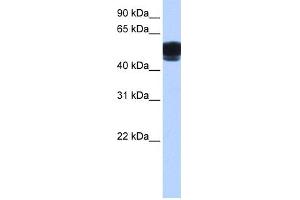 WB Suggested Anti-ZNF681 Antibody Titration:  0. (ZNF681 抗体  (C-Term))