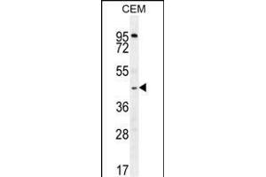 ZMYND10 Antibody (Center) (ABIN656033 and ABIN2845406) western blot analysis in CEM cell line lysates (35 μg/lane). (ZMYND10 抗体  (AA 321-348))