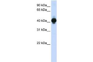 WB Suggested Anti-GPR18 Antibody Titration:  0. (GPR18 抗体  (Middle Region))