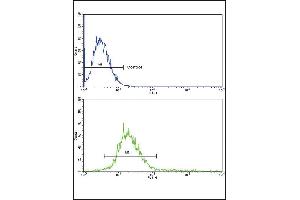 RECK Antibody (Center) (ABIN653207 and ABIN2842749) flow cytometric analysis of k562 cells (bottom histogram) compared to a negative control cell (top histogram). (RECK 抗体  (AA 430-456))