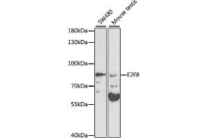 Western blot analysis of extracts of various cell lines, using E2F8 antibody (ABIN3021512, ABIN3021513, ABIN1512844 and ABIN6215172) at 1:1000 dilution. (E2F8 抗体  (AA 1-240))
