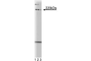 Western blot analysis of pericentrin on mouse neonate lysate. (PCNT 抗体  (AA 1692-1814))