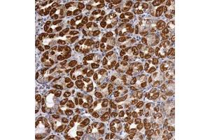 Immunohistochemical staining of human stomach with CYC1 polyclonal antibody  shows strong cytoplasmic positivity in parietal cells at 1:50-1:200 dilution. (Cytochrome C1 抗体)