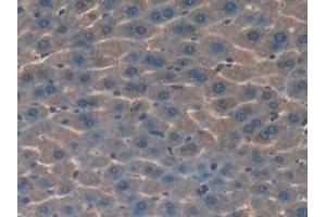 Detection of HGD in Mouse Liver Tissue using Polyclonal Antibody to Homogentisate-1,2-Dioxygenase (HGD) (HGD 抗体  (AA 190-429))