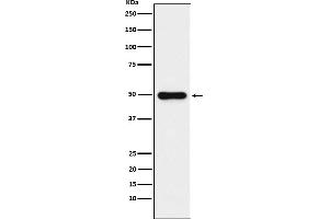 Western blot analysis of Glutathione Synthetase expression in HeLa cell lysate. (Recombinant Glutathione Synthetase 抗体)