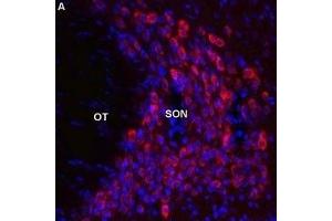 Expression of Melatonin receptor type 1B in rat supraoptic nucleus - Immunohistochemical staining of perfusion-fixed frozen brain sections using Anti-Melatonin Receptor 1B (MTNR1B) Antibody (ABIN7043327, ABIN7044601 and ABIN7044602), (1:600), (red). (Melatonin Receptor 1B 抗体  (3rd Intracellular Loop))