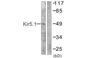 Western blot analysis of extracts from HeLa cells, using Kir5. (KIR5.1 抗体)