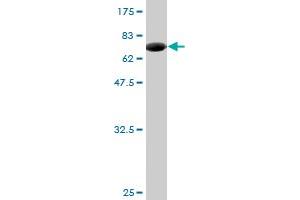 Western Blot detection against Immunogen (74. (ZNF70 抗体  (AA 1-446))
