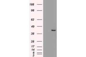 Image no. 2 for anti-SRY (Sex Determining Region Y)-Box 17 (SOX17) (AA 177-414) antibody (ABIN1491032)