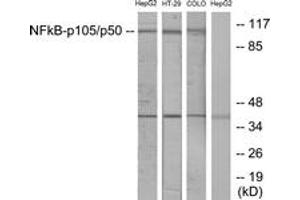 Western Blotting (WB) image for anti-Nuclear Factor of kappa Light Polypeptide Gene Enhancer in B-Cells 1 (NFKB1) (AA 874-923) antibody (ABIN2889037) (NFKB1 抗体  (AA 874-923))