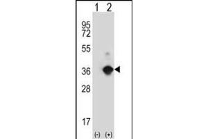 Western blot analysis of ANGPTL7 (arrow) using rabbit polyclonal ANGPTL7 Antibody (N-term) (ABIN390443 and ABIN2840822). (ANGPTL7 抗体  (N-Term))
