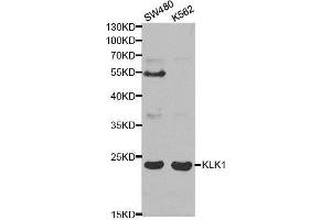 Kallikrein 1 抗体  (AA 25-262)
