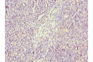 Immunohistochemistry of paraffin-embedded human thymus tissue using ABIN7154419 at dilution of 1:100