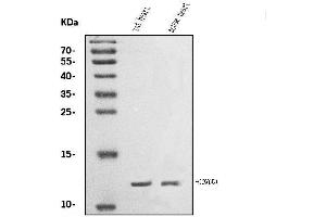 Western blot analysis of COX6B1 using anti-COX6B1 antibody (ABIN7603206).