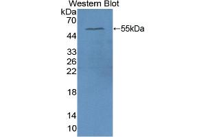 Detection of Recombinant APOA4, Human using Polyclonal Antibody to Apolipoprotein A4 (APOA4) (APOA4 抗体  (AA 173-396))