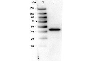Western Blot of Rabbit anti-PPAR Alpha (N-terminal Specific) antibody. (PPARA 抗体  (N-Term))