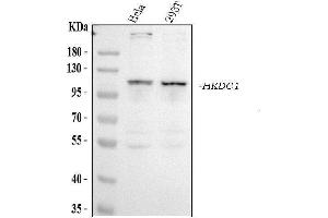 anti-Hexokinase Domain Containing 1 (HKDC1) (AA 102-136), (N-Term) antibody