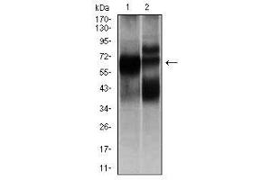 Image no. 2 for anti-Hexosaminidase A (HEXA) antibody (ABIN1498642) (Hexosaminidase A 抗体)