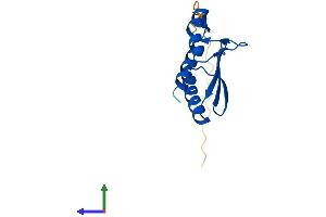 Protein Structure (PS) image for Pterin-4 alpha-Carbinolamine Dehydratase/dimerization Cofactor of Hepatocyte Nuclear Factor 1 alpha (TCF1) 2 (PCBD2) (AA 1-136) protein (His tag) (ABIN7560794)