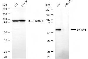 Western blotting analysis using DMAP1 antibody (ABIN7798365).