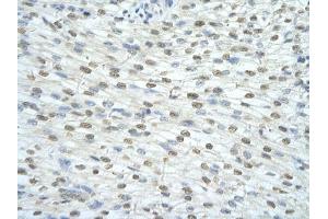Immunohistochemical staining (Formalin-fixed paraffin-embedded sections) of human heart with SF3A1 polyclonal antibody . (SF3A1 抗体  (AA 121-170))