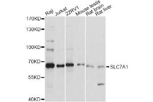 Western blot analysis of extracts of various cell lines, using SLC7A1 antibody (ABIN6292282) at 1:1000 dilution. (SLC7A1 抗体)