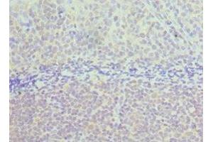 Immunohistochemistry of paraffin-embedded human tonsil tissue using ABIN7171965 at dilution of 1:100 (TAB1 抗体  (AA 205-504))