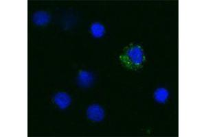 Immunofluorescence (IF) image for anti-Tumor Necrosis Factor alpha (TNF alpha) antibody (Biotin) (ABIN2661301) (TNF alpha 抗体  (Biotin))