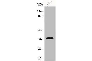 Western Blot analysis of HT29 cells using GPR82 Polyclonal Antibody