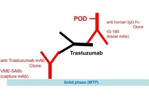 Image no. 1 for Trastuzumab specific ELISA Kit (ABIN3172722)