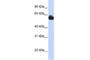 WB Suggested Anti-FZD9 Antibody Titration:  0. (FZD9 抗体  (N-Term))