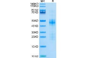 SDS-PAGE (SDS) image for Connective Tissue Growth Factor (CTGF) (AA 27-349) protein (His-Avi Tag,Biotin) (ABIN7274343)