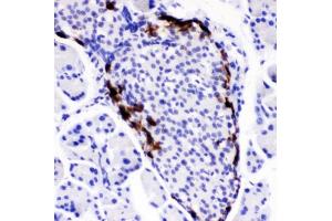 IHC testing of FFPE mouse pancreas with PYY antibody. (Peptide YY 抗体  (AA 29-64))