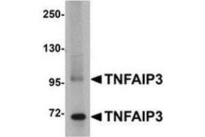 Western blot analysis of TNFAIP3 in SK-N-SH cell lysate with this product at 1 μg/ml. (TNFAIP3 抗体  (C-Term))