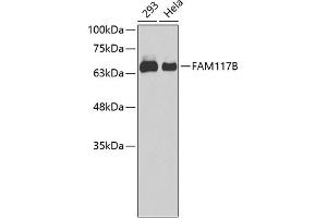 Western blot analysis of extracts of various cell lines, using FB antibody (ABIN6133439, ABIN6140448, ABIN6140449 and ABIN6220280). (FAM117B 抗体  (AA 293-372))