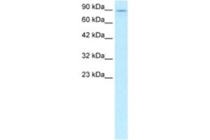 Western Blotting (WB) image for anti-Kinesin Family Member 5B (KIF5B) antibody (ABIN2460837) (KIF5B 抗体)