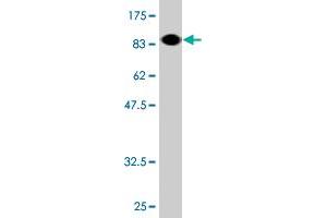Western Blot detection against Immunogen (89. (Ezrin 抗体  (AA 1-586))