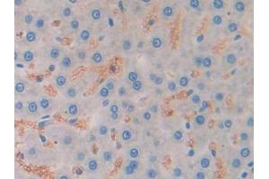 Used in DAB staining on fromalin fixed paraffin- embedded liver tissue (MSTN 抗体  (AA 267-376))